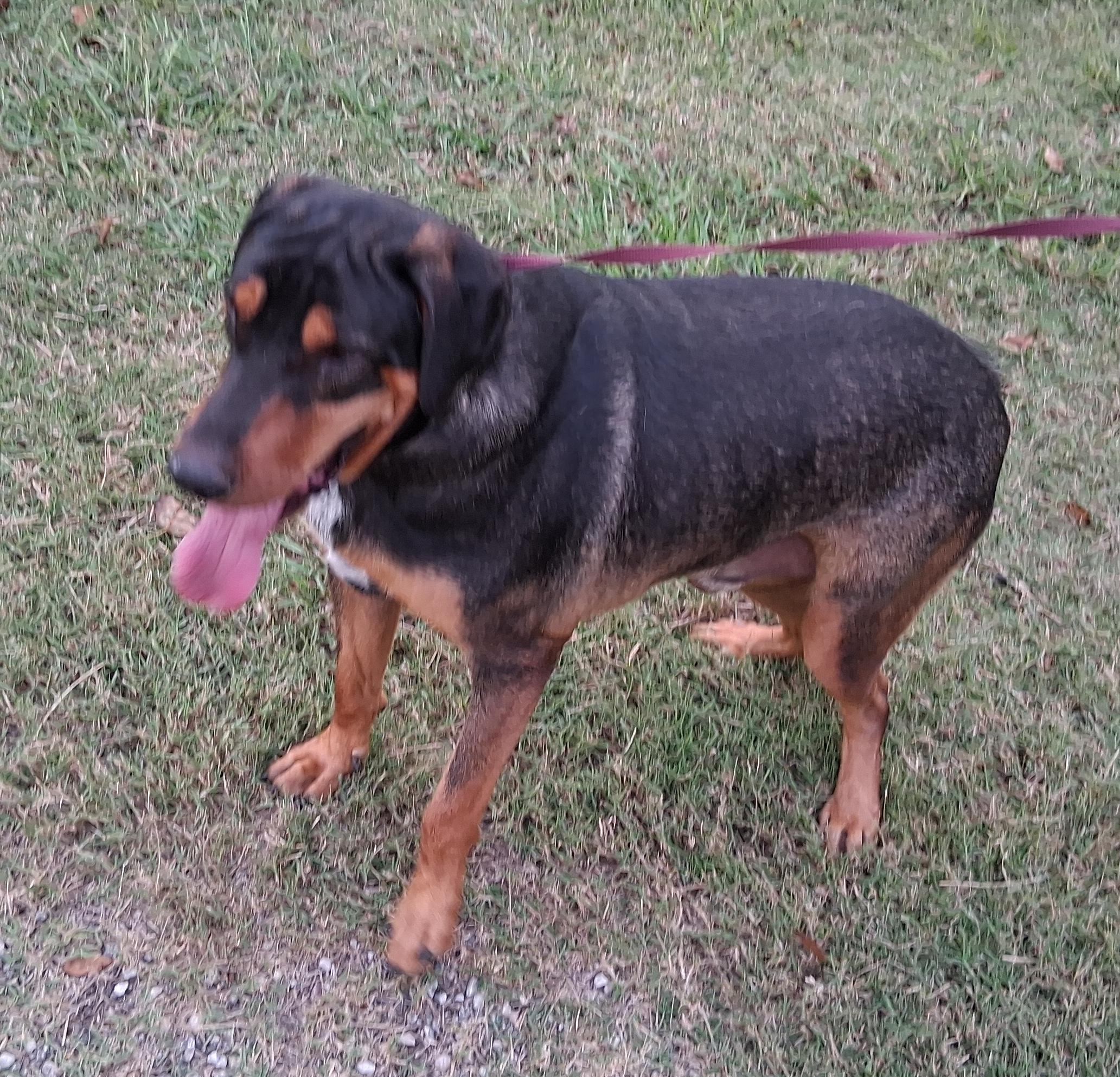 Roscoe — thumbnail 2