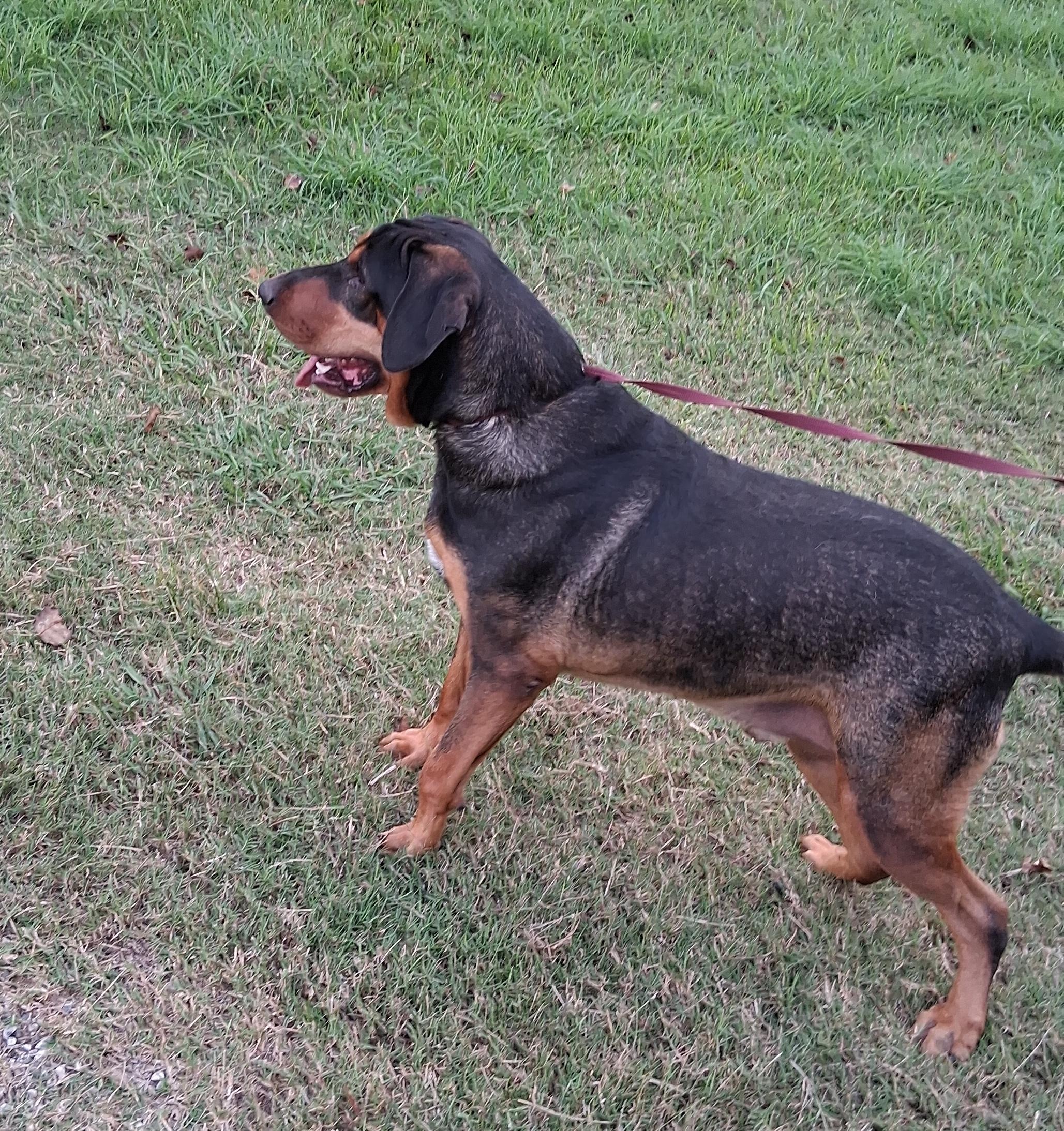 Roscoe — thumbnail 4