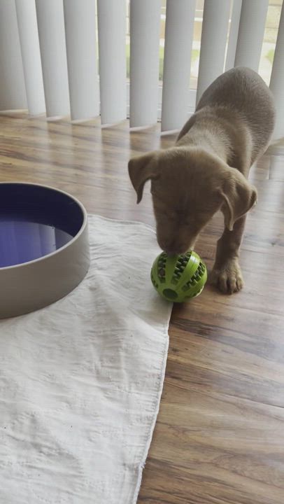 Enlarge Paisley, a Adopted mixed breed in Burbank, CA video 5/9