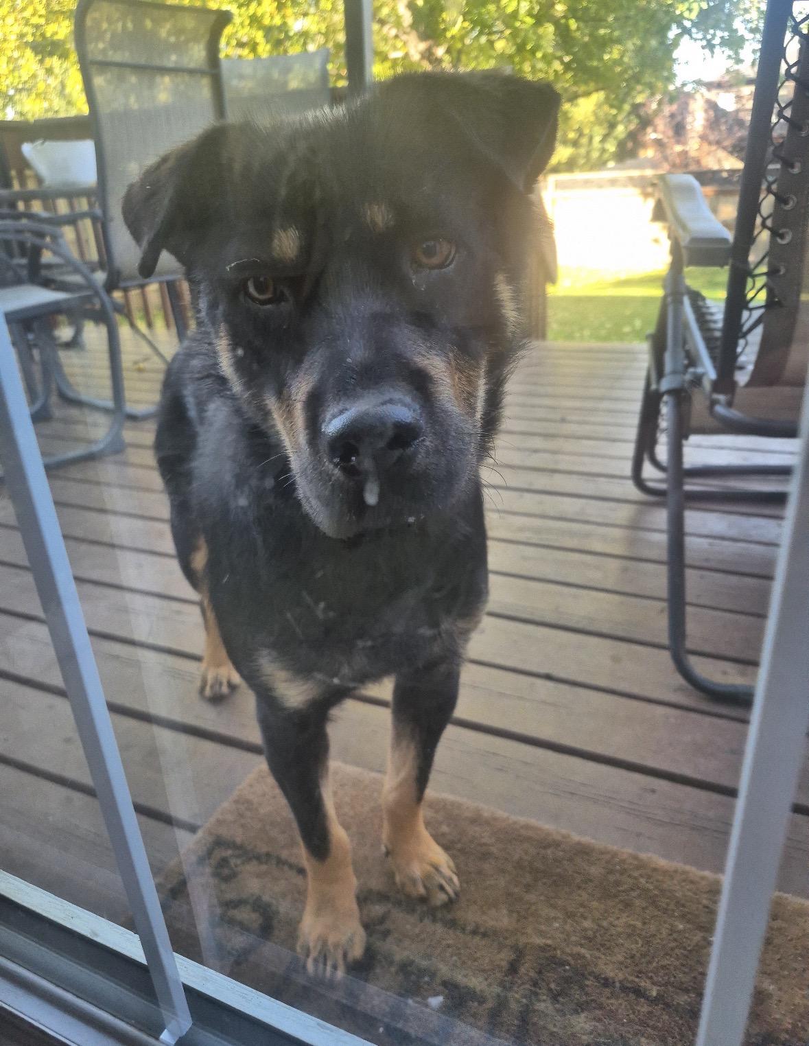 Cindy, Adoptable, Adult Female Shepherd.