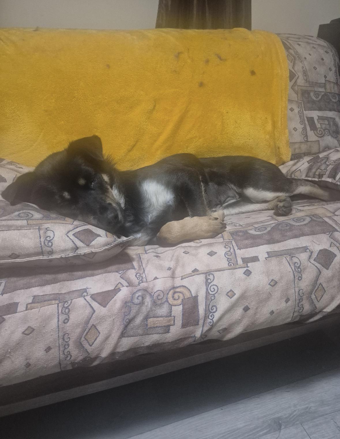 Enlarge Cindy, a Adoptable mixed breed in Winnipeg, MB image 2/6