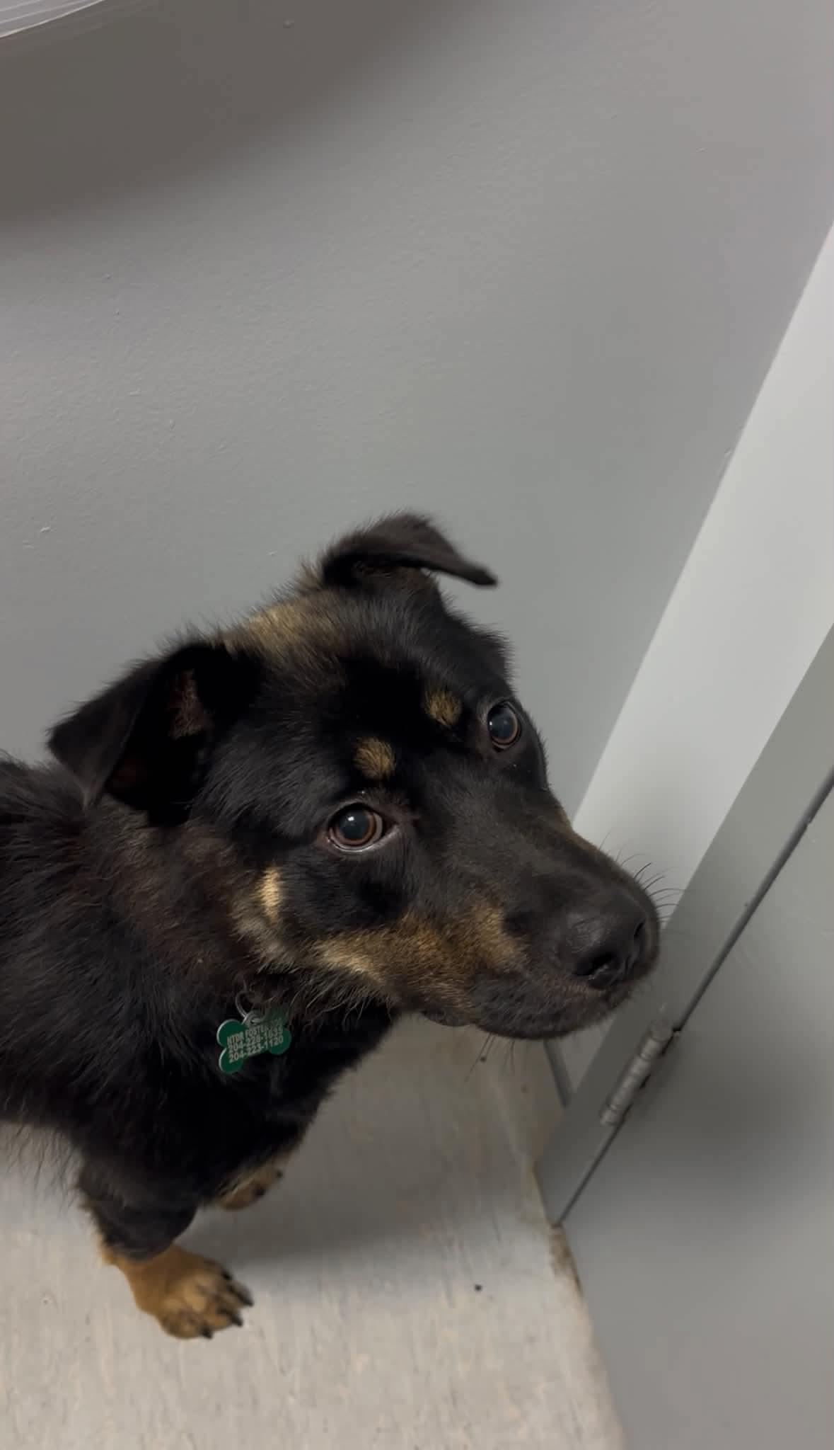 Enlarge Cindy, a Adoptable mixed breed in Winnipeg, MB image 4/6