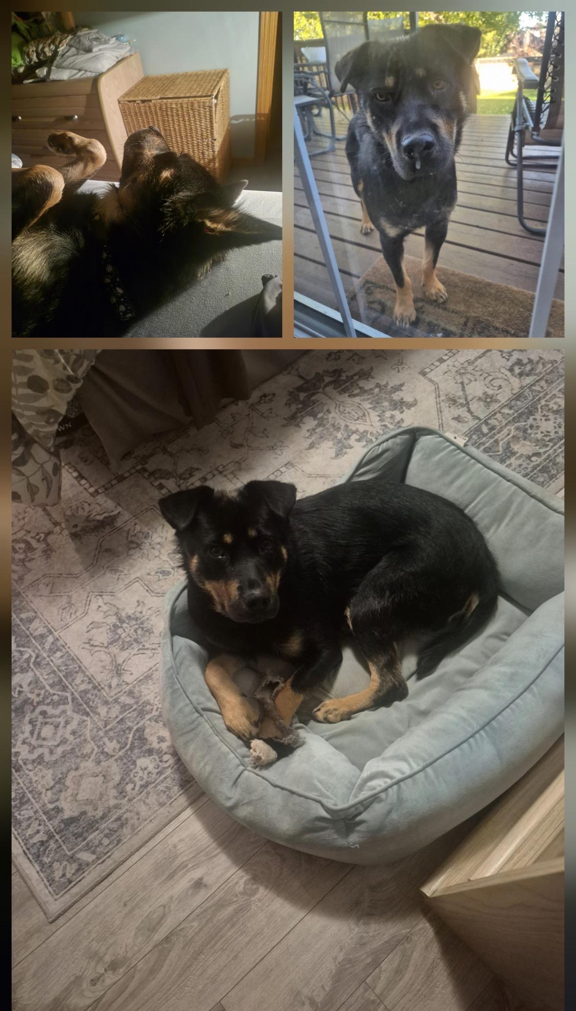 Enlarge Cindy, a Adoptable mixed breed in Winnipeg, MB image 3/6