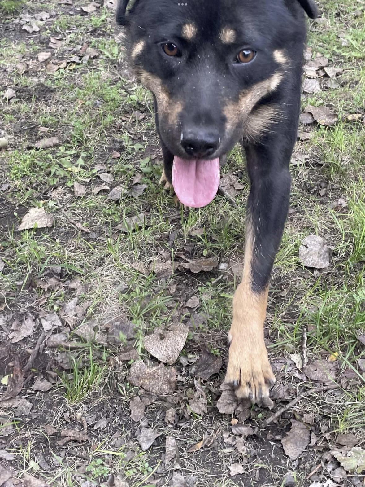 Enlarge Cindy, a Adoptable mixed breed in Winnipeg, MB image 5/6