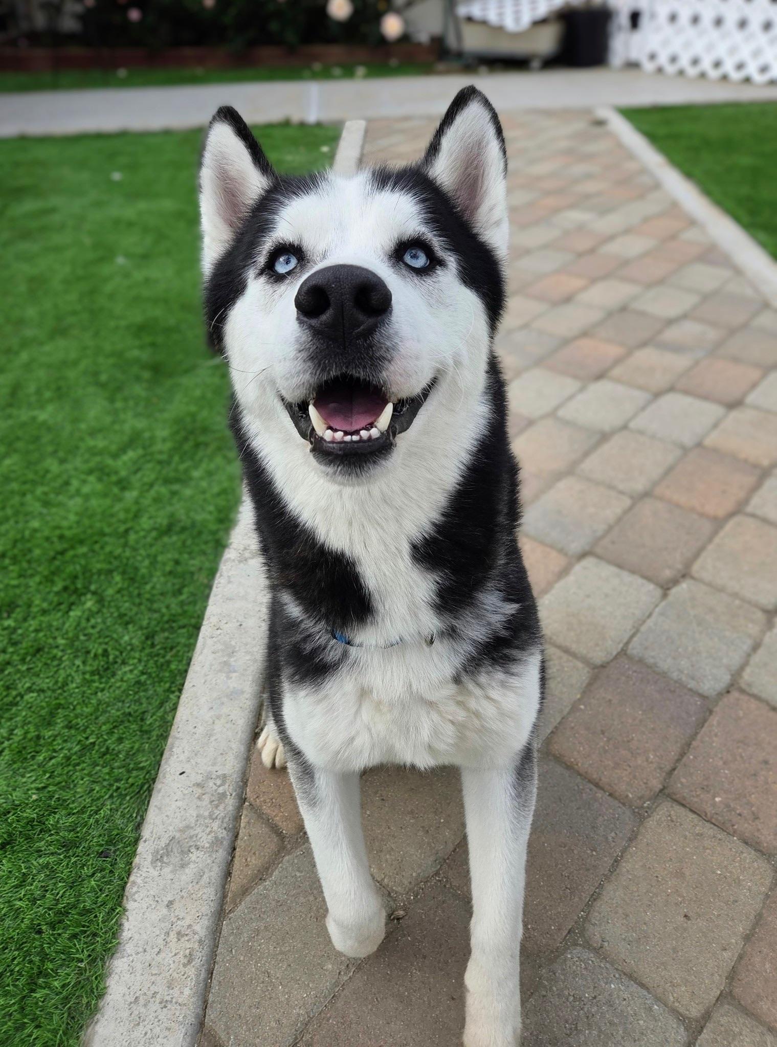 Itachi, Young Male Husky