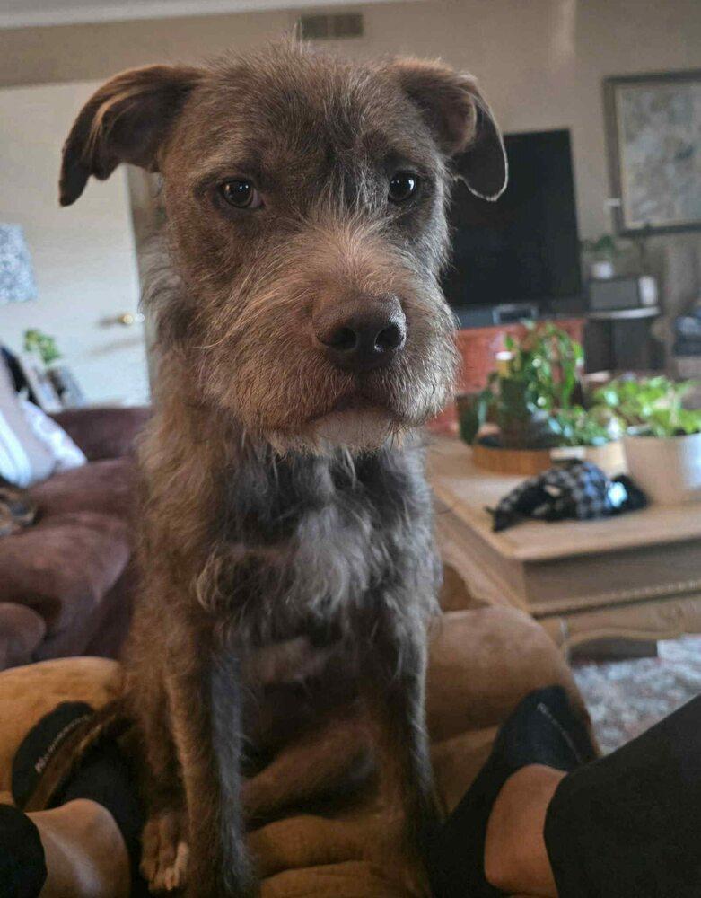 Murphy, Adoptable, Young Male Schnauzer.