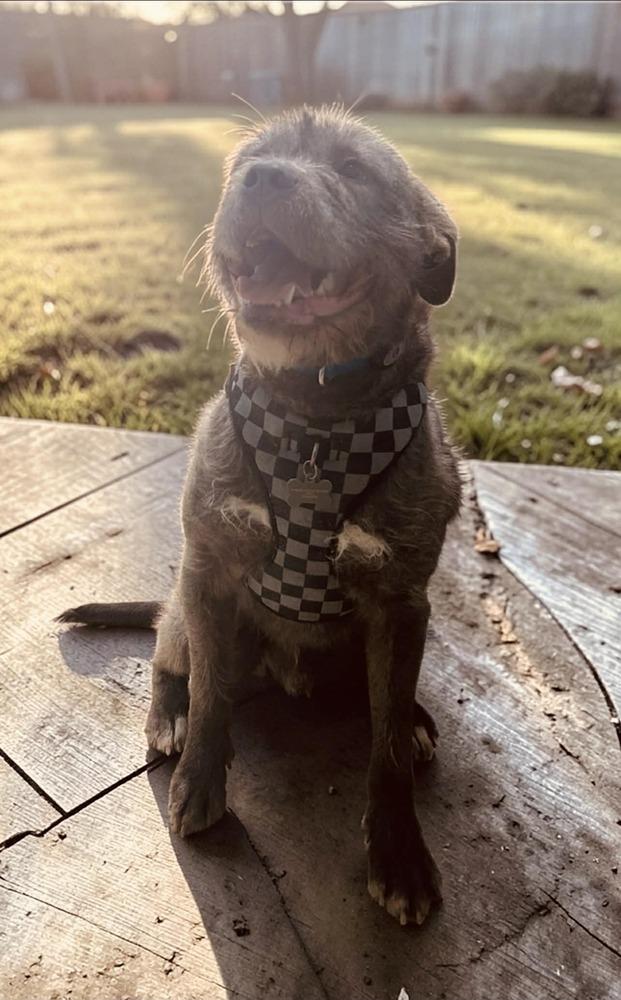 Murphy, Adoptable, Young Male Schnauzer.