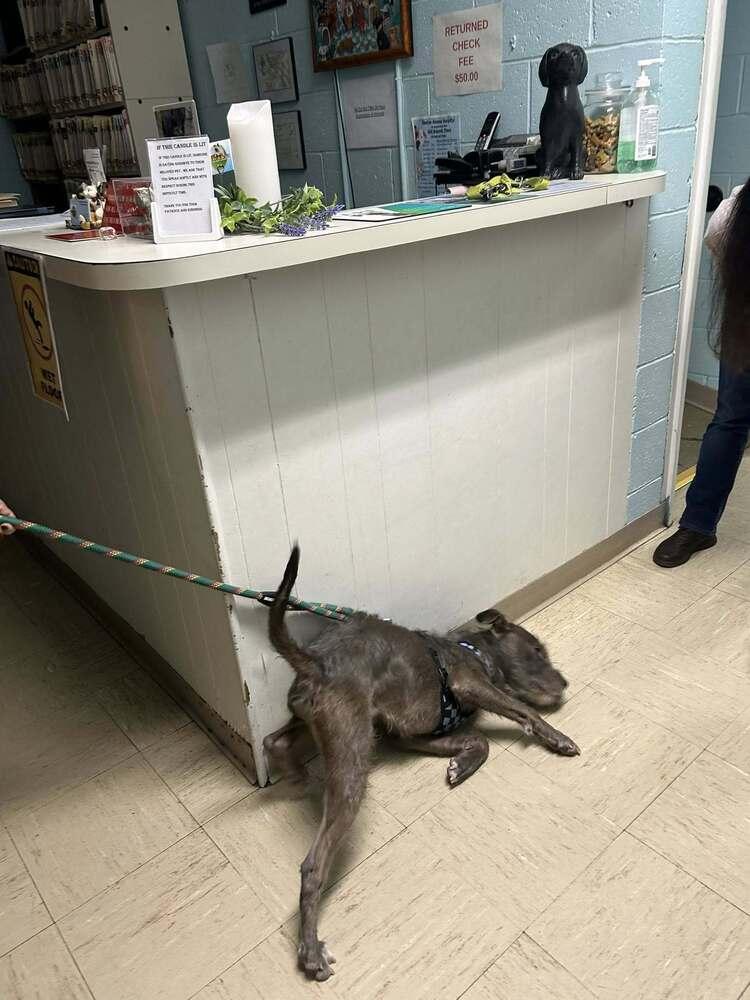 Enlarge Murphy, a Adoptable mixed breed in Denton, MD image 3/4