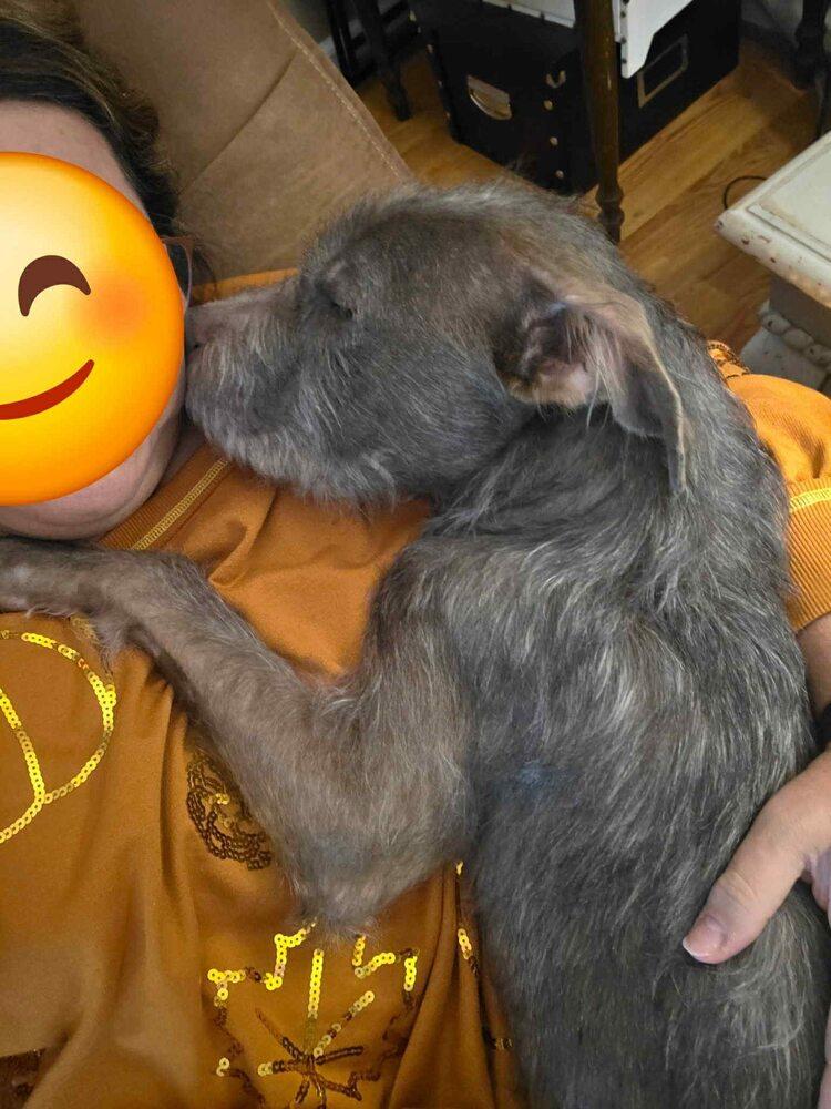 Enlarge Murphy, a Adoptable mixed breed in Denton, MD image 4/4