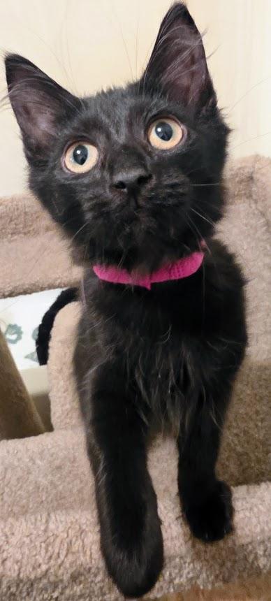 Enlarge Devon, a ADOPTABLE Domestic Long Hair in Queen Creek, AZ image 1/3