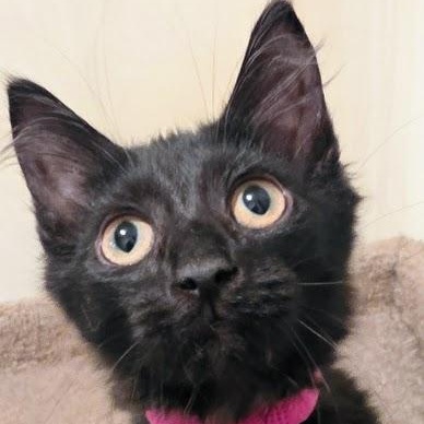 Enlarge Devon, a ADOPTABLE Domestic Long Hair in Queen Creek, AZ image 2/3