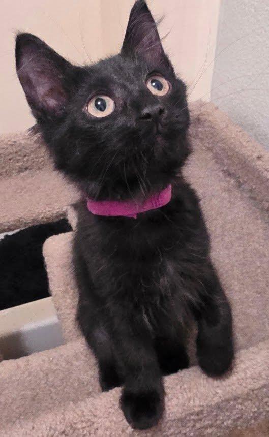 Enlarge Devon, a ADOPTABLE Domestic Long Hair in Queen Creek, AZ image 3/3