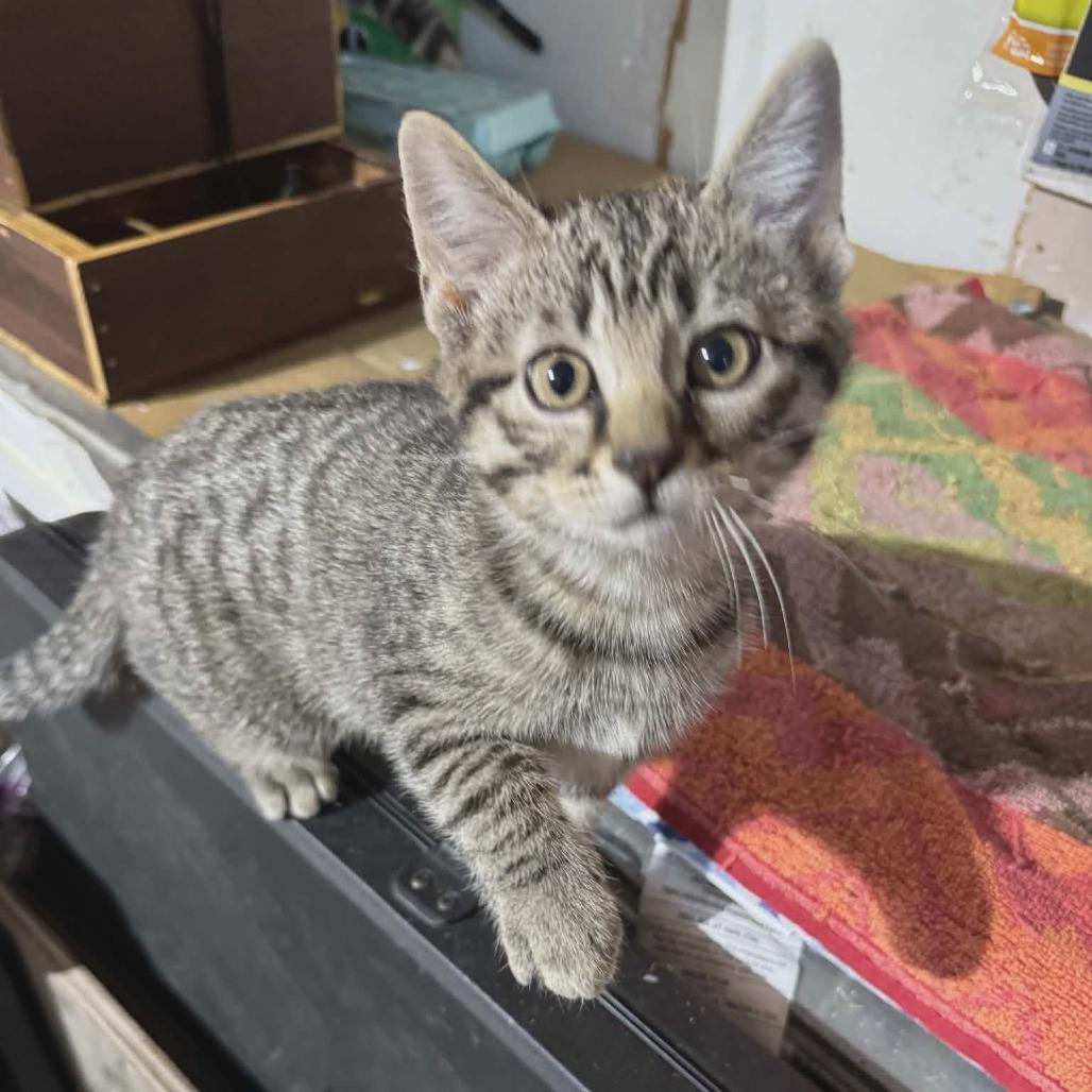 Rosemary, Adoptable, Kitten Female Domestic Short Hair.