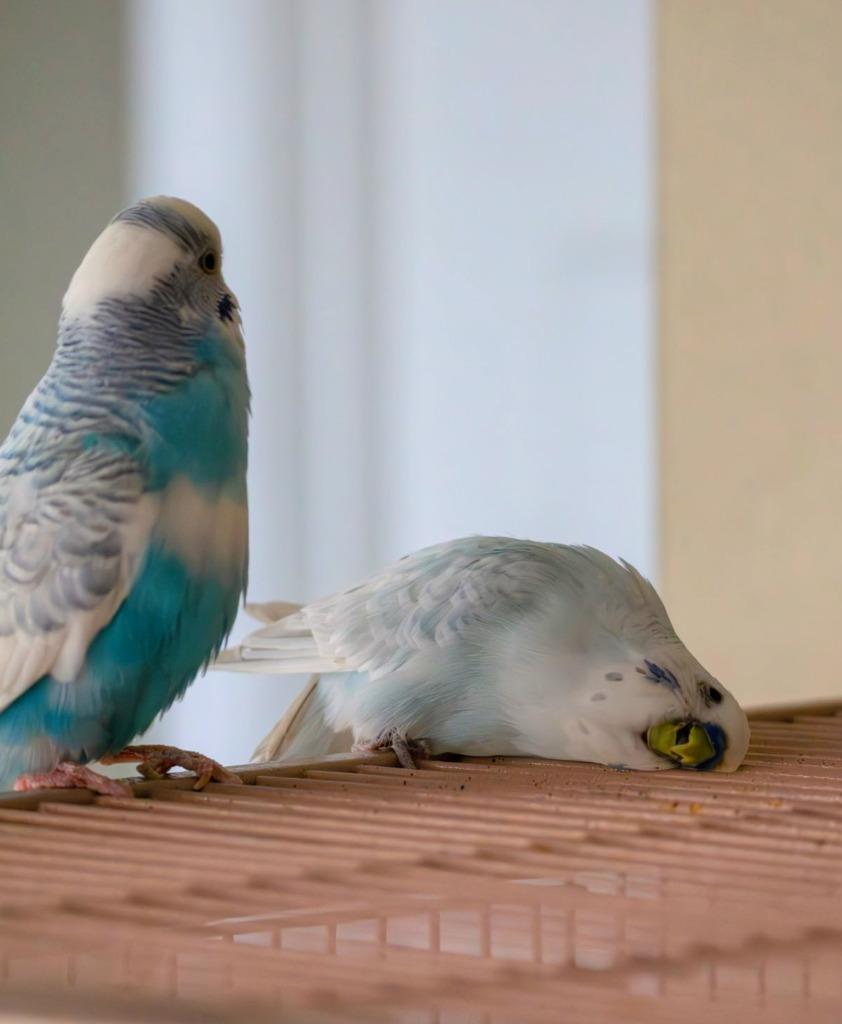 Enlarge Leo, a Adoptable Budgie / Budgerigar in Ballwin, MO image 1/6