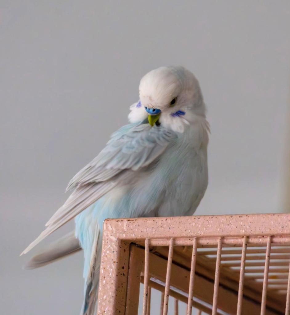 Enlarge Leo, a Adoptable Budgie / Budgerigar in Ballwin, MO image 2/6
