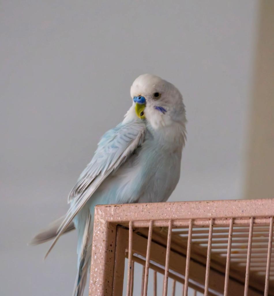 Enlarge Leo, a Adoptable Budgie / Budgerigar in Ballwin, MO image 3/6