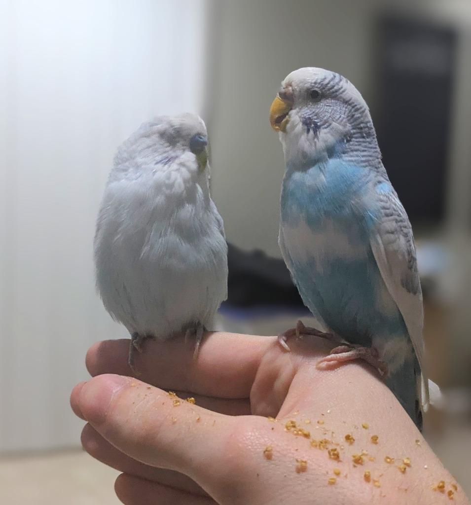 Enlarge Leo, a Adoptable Budgie / Budgerigar in Ballwin, MO image 4/6