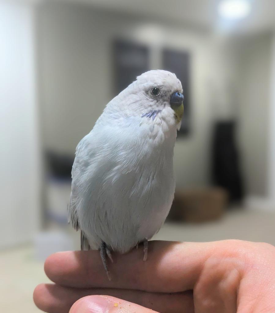 Enlarge Leo, a Adoptable Budgie / Budgerigar in Ballwin, MO image 5/6