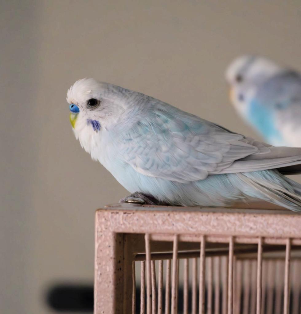 Enlarge Leo, a Adoptable Budgie / Budgerigar in Ballwin, MO image 6/6