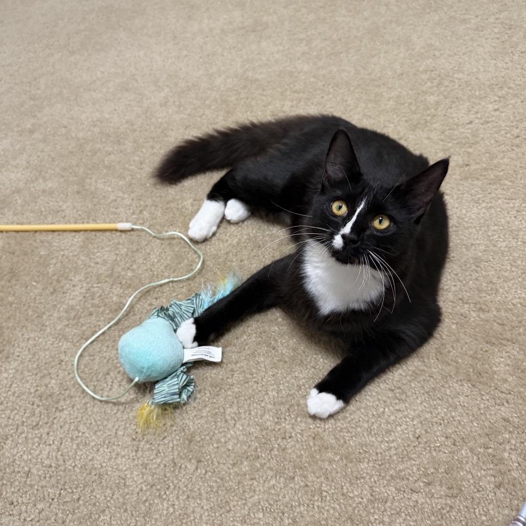 Enlarge Luigi, a Adoptable Domestic Medium Hair in Ponte Vedra Beach, FL image 1/4