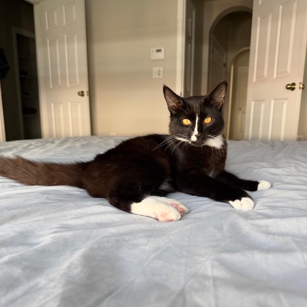 Enlarge Luigi, a Adoptable Domestic Medium Hair in Ponte Vedra Beach, FL image 2/4