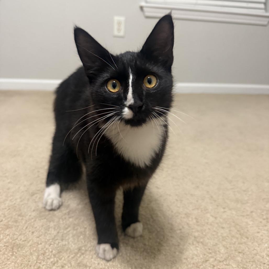 Enlarge Luigi, a Adoptable Domestic Medium Hair in Ponte Vedra Beach, FL image 3/4
