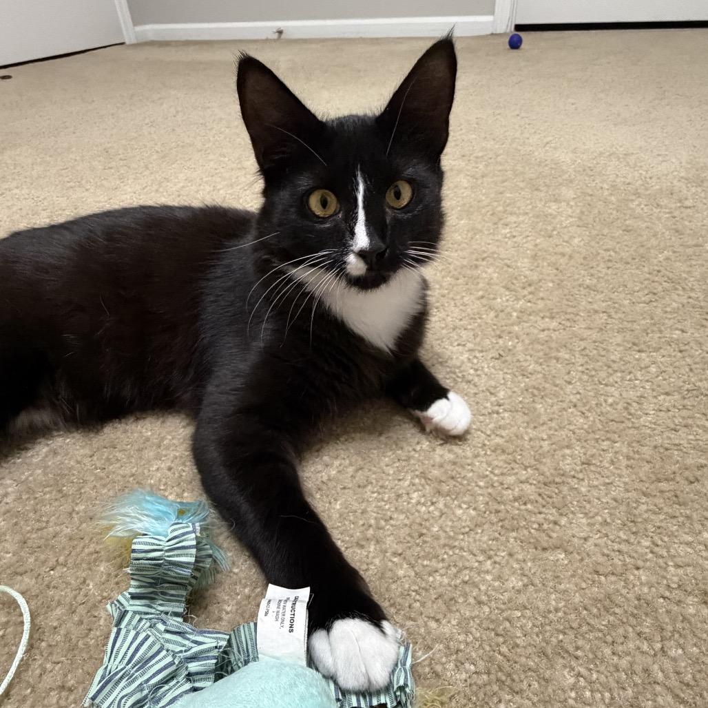 Enlarge Luigi, a Adoptable Domestic Medium Hair in Ponte Vedra Beach, FL image 4/4