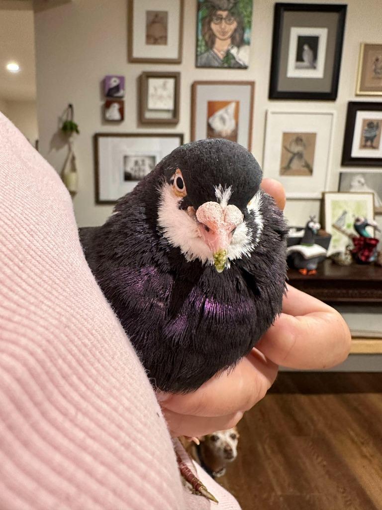 Enlarge Boba, a Adoptable Pigeon in San Francisco, CA image 1/1
