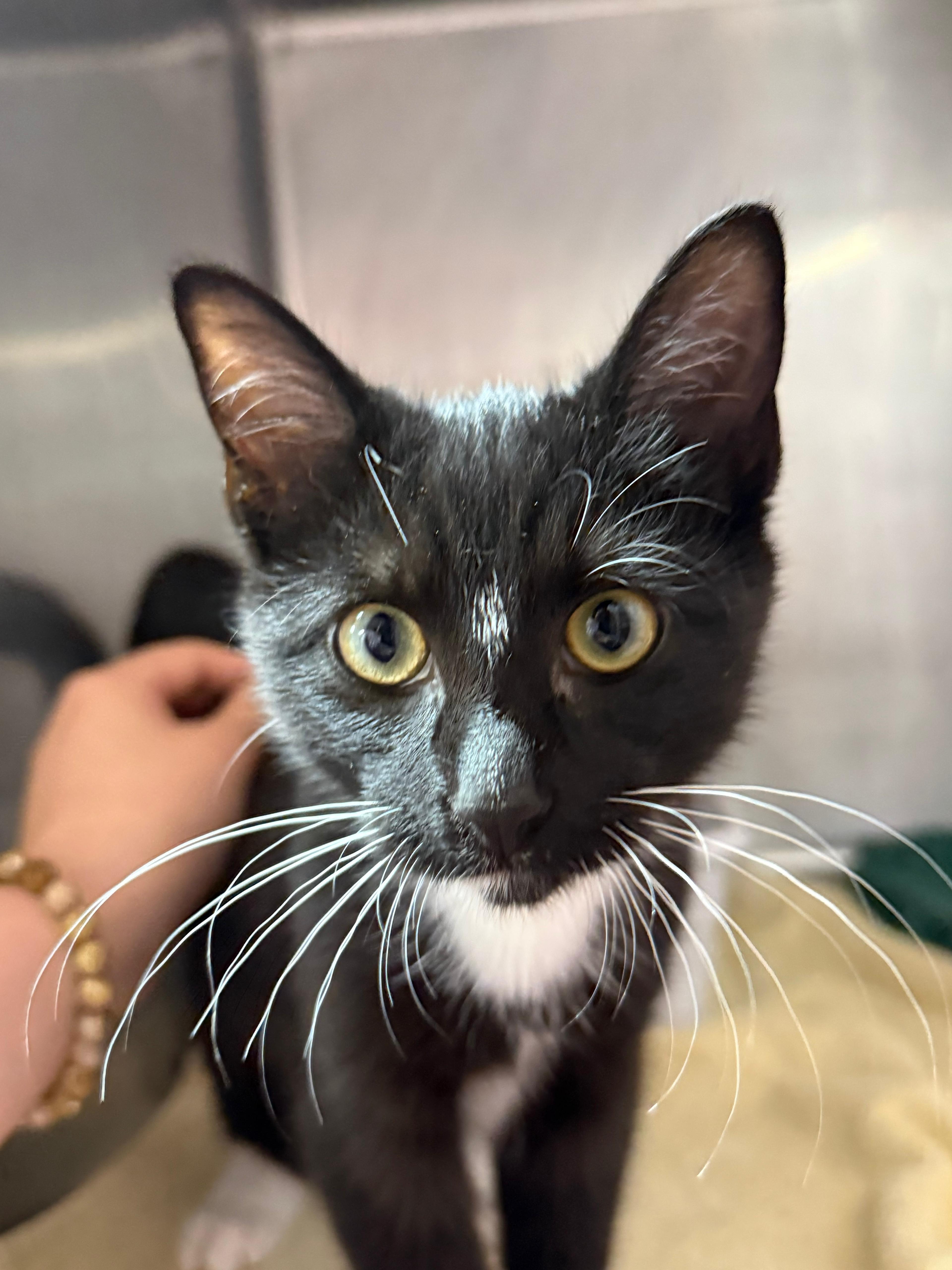 Enlarge Frye, an adopted Domestic Short Hair in Lauderhill, FL image 4/4