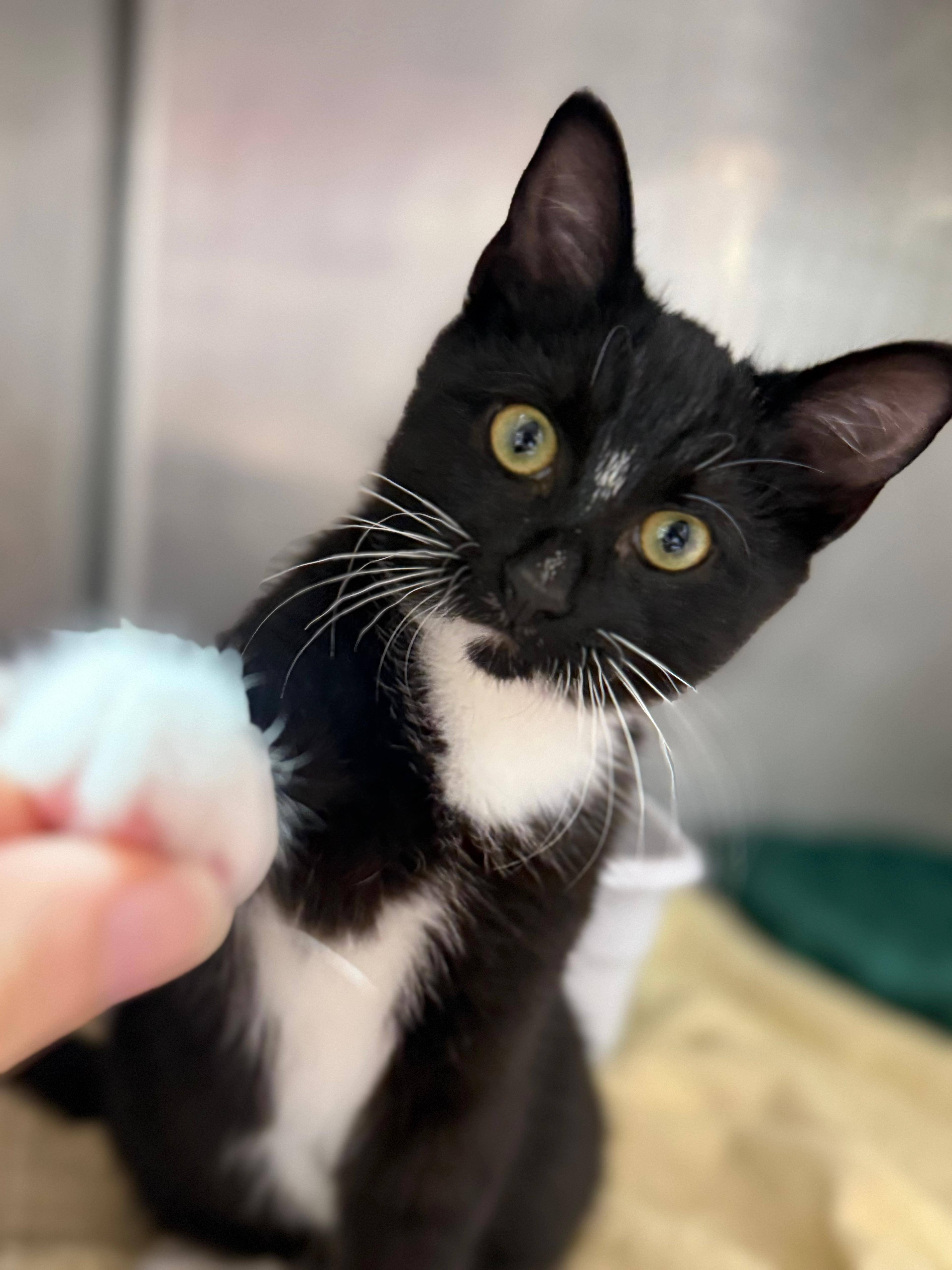 Enlarge Frye, an adopted Domestic Short Hair in Lauderhill, FL image 1/4