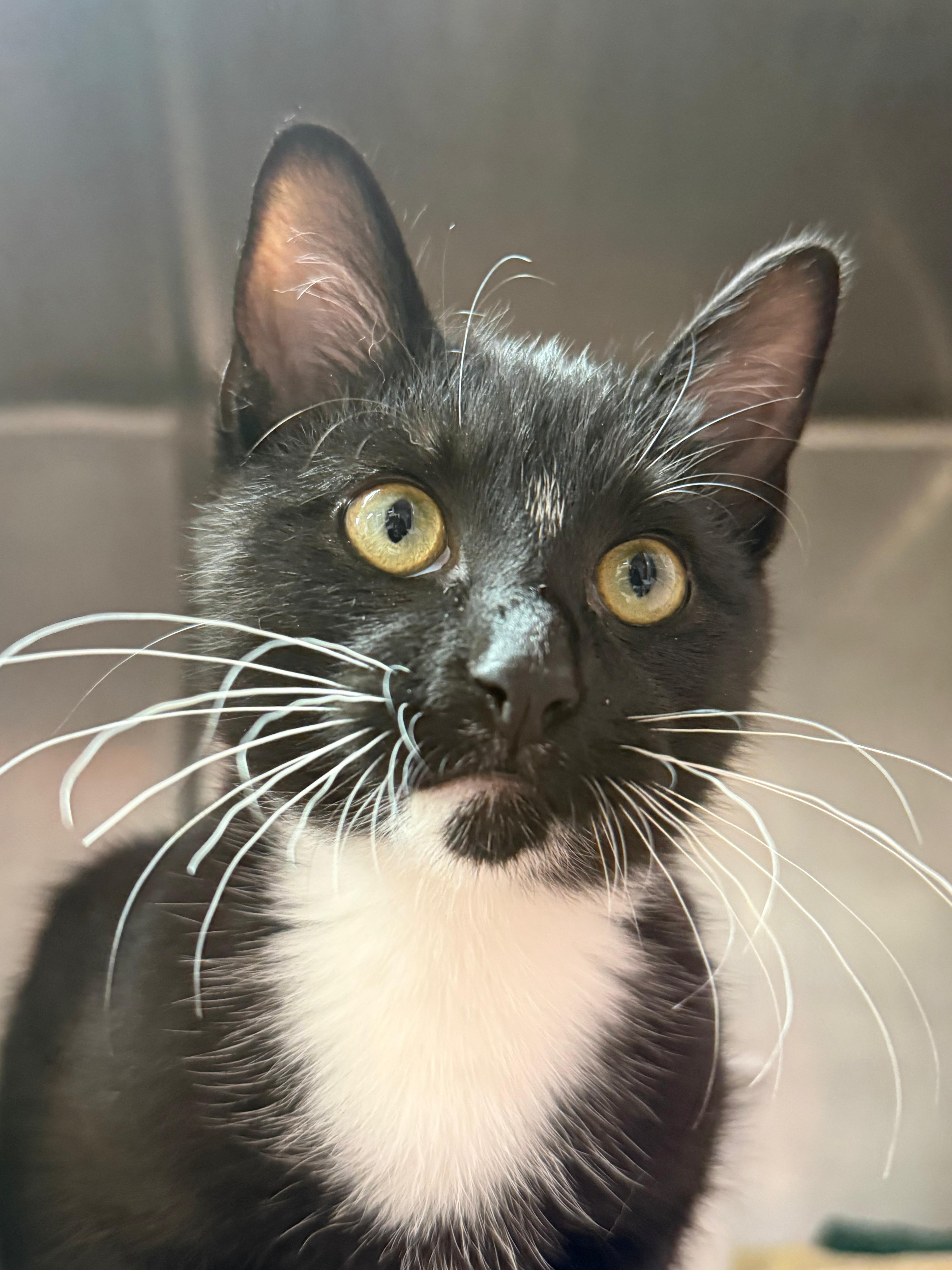 Enlarge Frye, an adopted Domestic Short Hair in Lauderhill, FL image 3/4