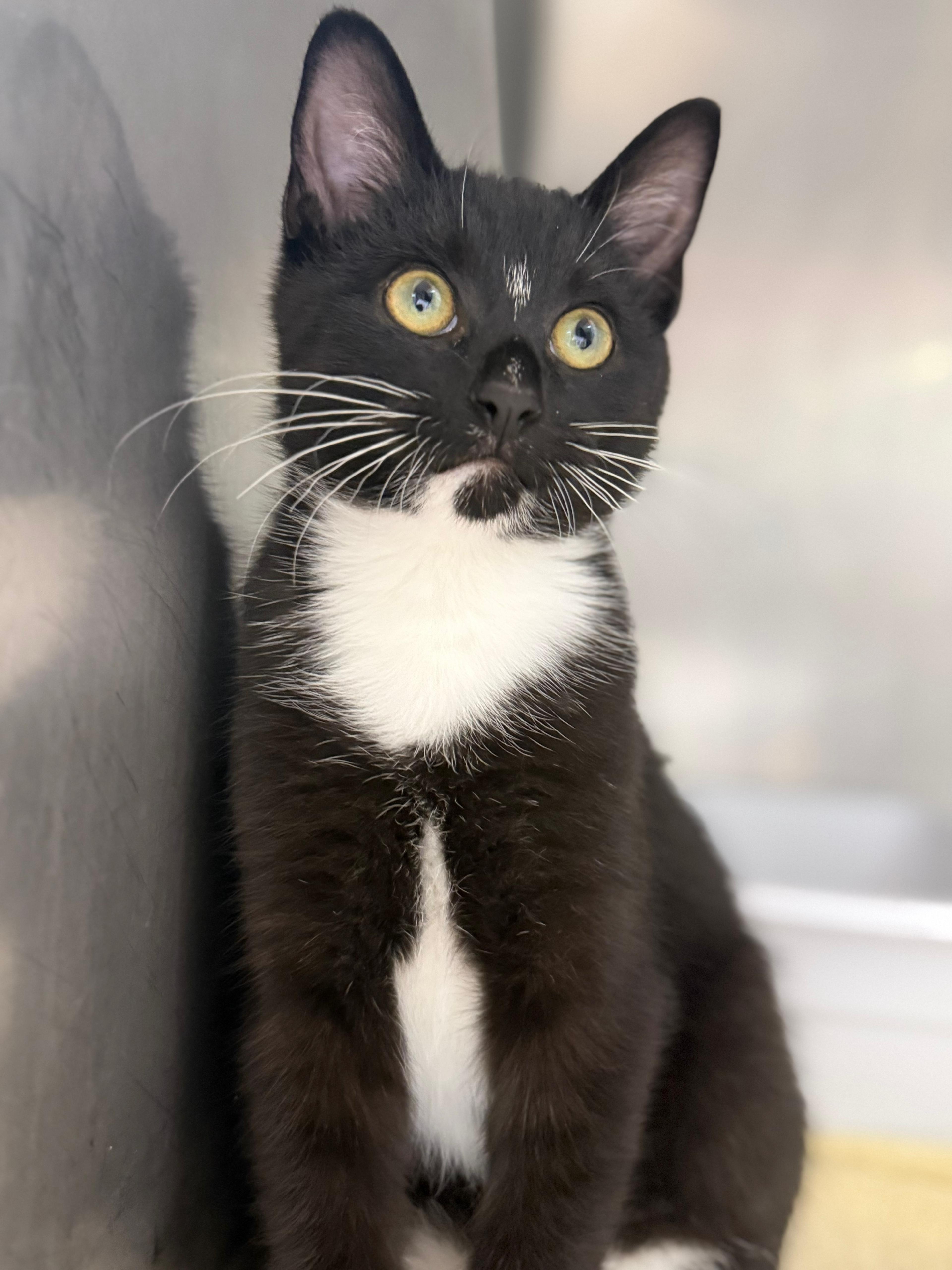 Enlarge Frye, an adopted Domestic Short Hair in Lauderhill, FL image 2/4