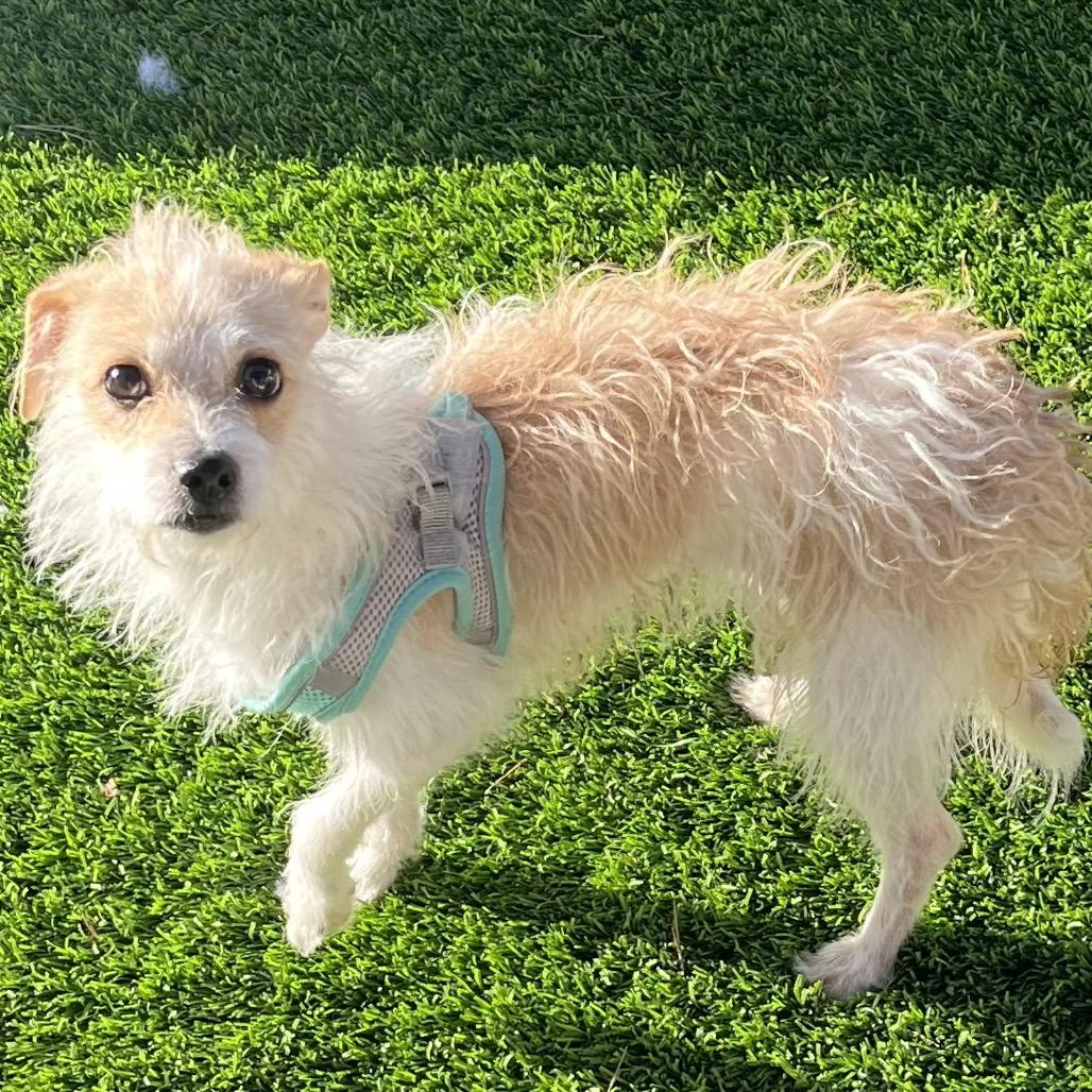 Enlarge Lexi, a Adoptable mixed breed in Las Vegas, NV image 1/1