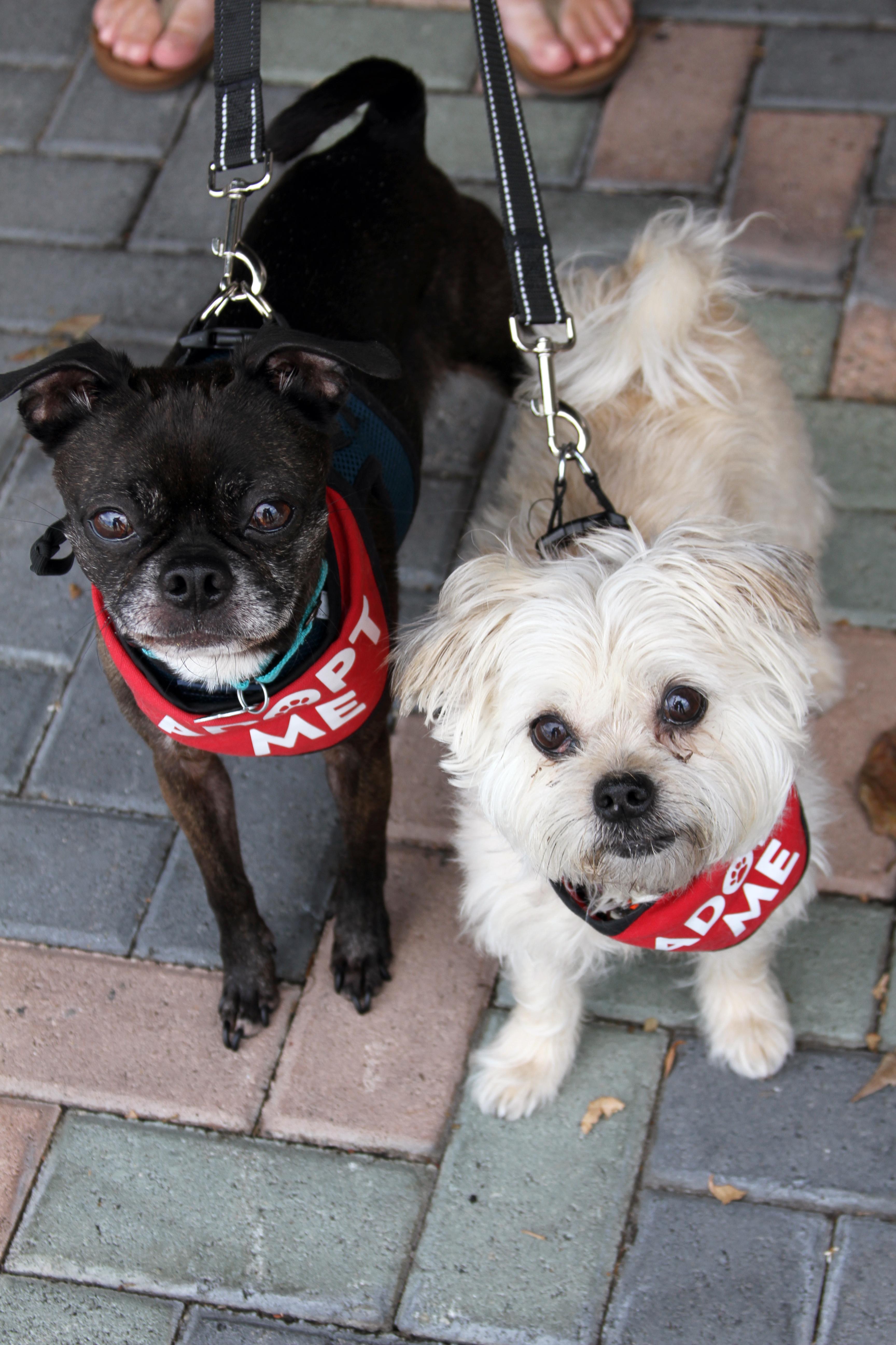 Enlarge Hazel & Luna (Bonded Pair), a ADOPTABLE mixed breed in Mission Viejo, CA image 4/5