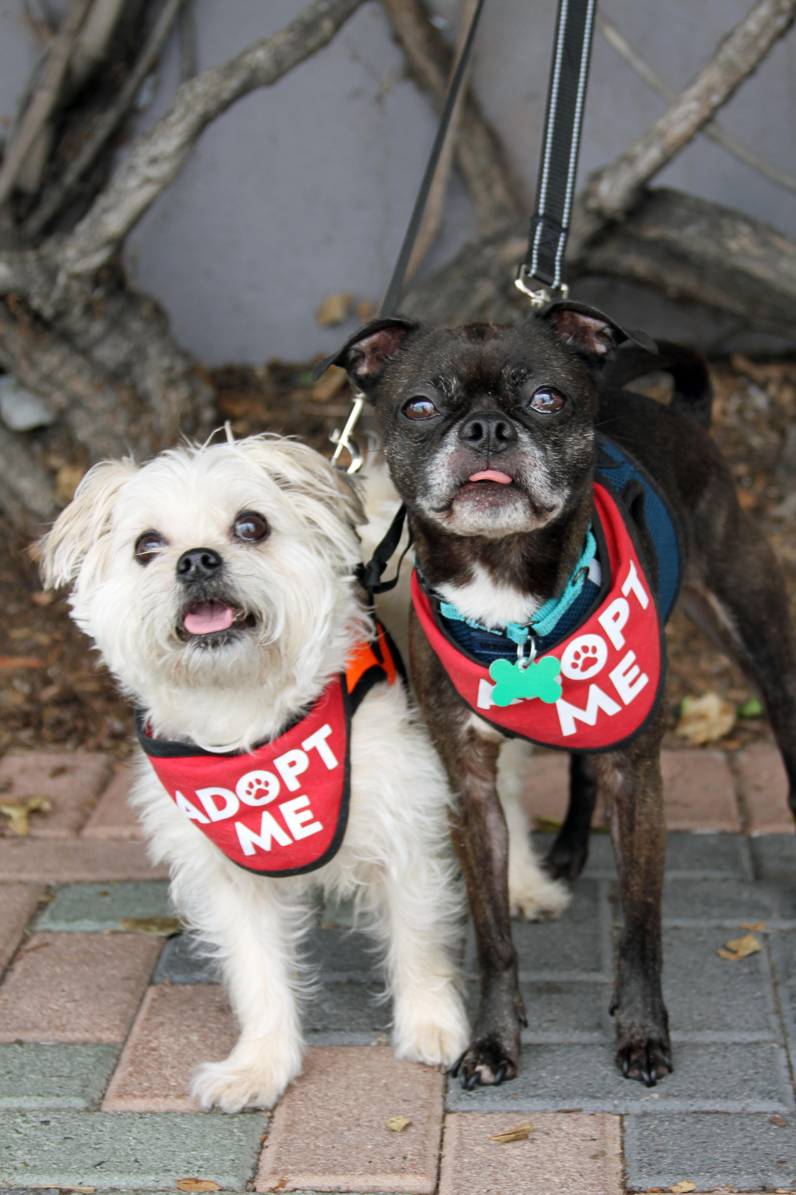 Enlarge Hazel & Luna (Bonded Pair), a ADOPTABLE mixed breed in Mission Viejo, CA image 2/5