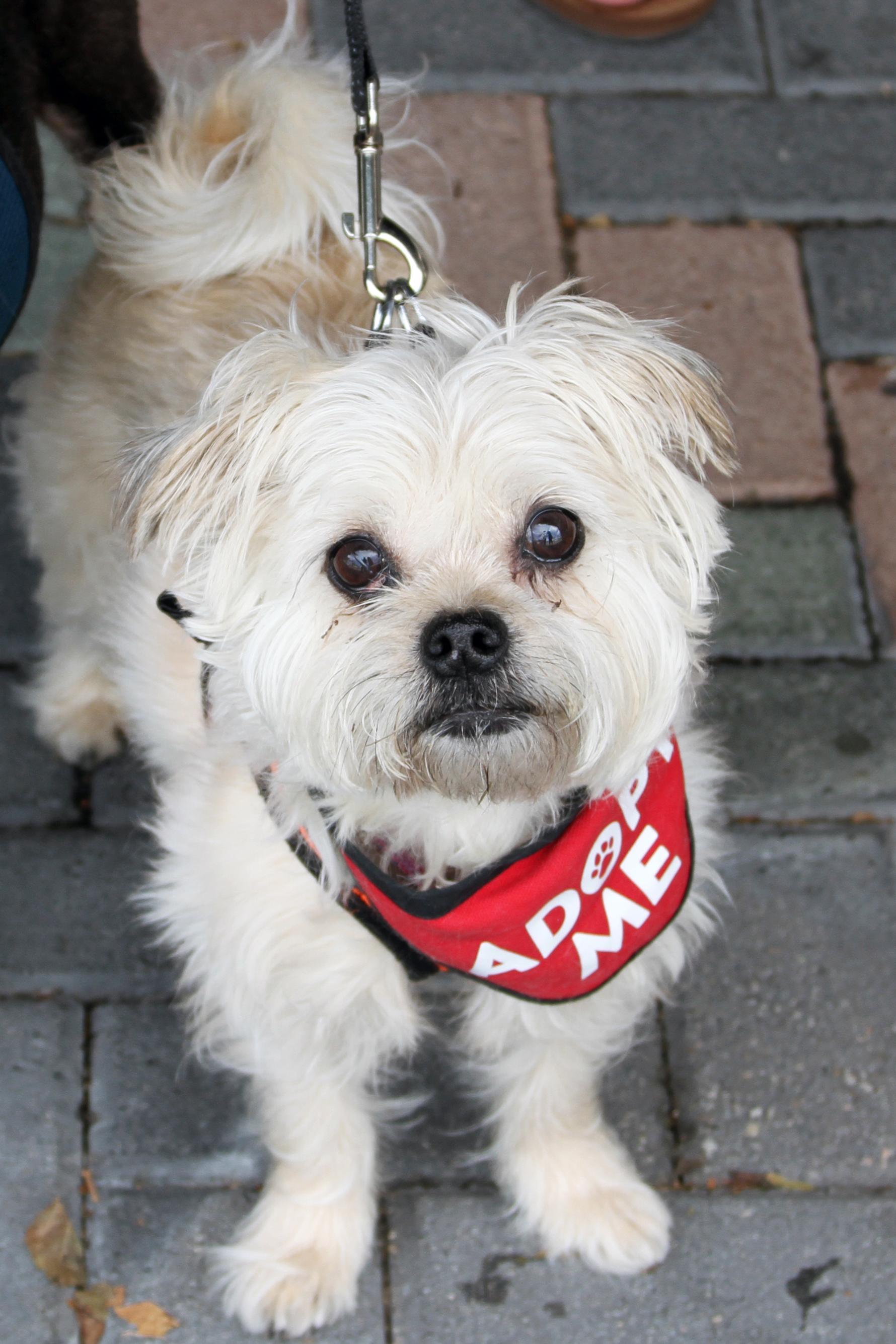 Hazel & Luna (Bonded Pair), ADOPTABLE, Senior Female Yorkshire Terrier & Terrier.