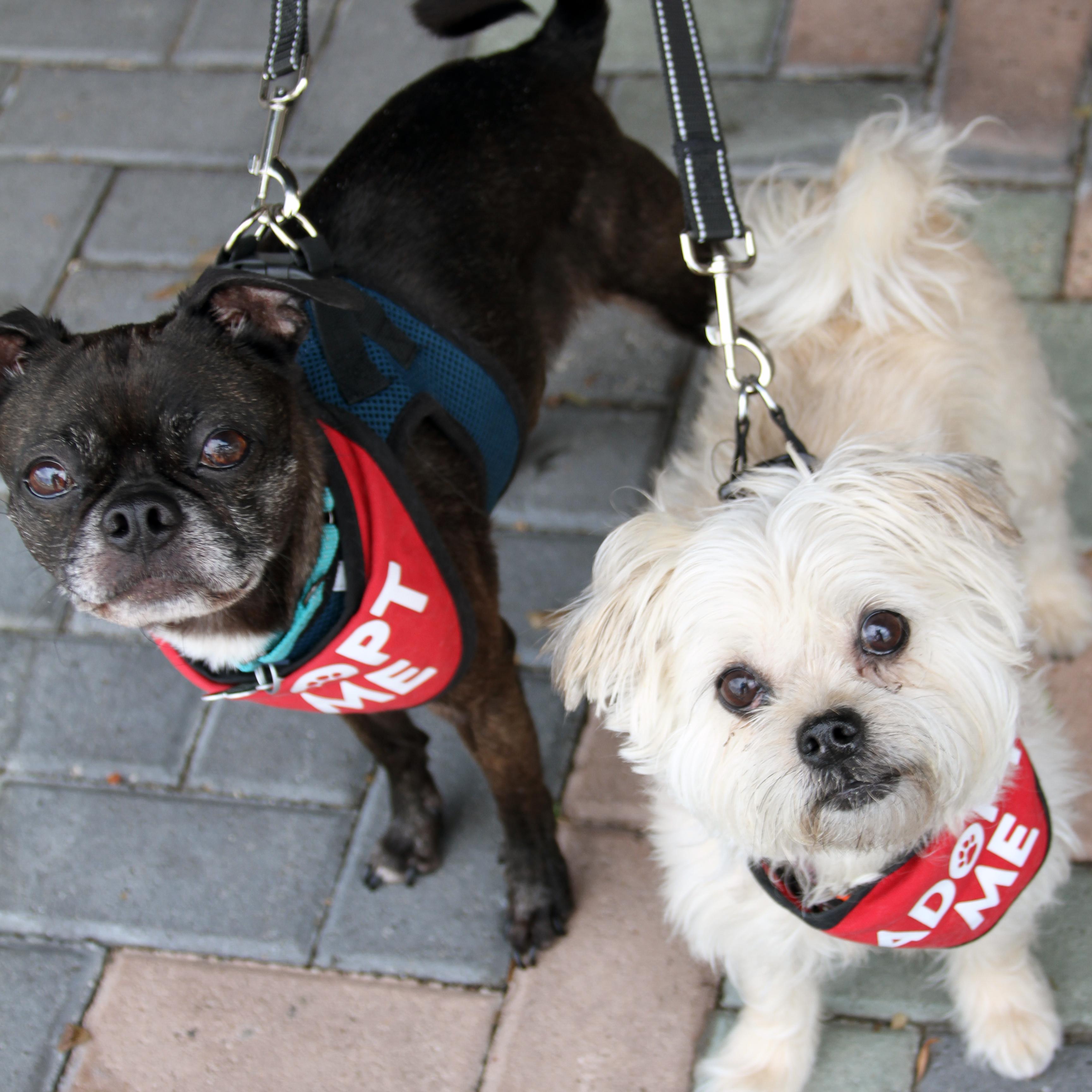 Enlarge Hazel & Luna (Bonded Pair), a ADOPTABLE mixed breed in Mission Viejo, CA image 5/5