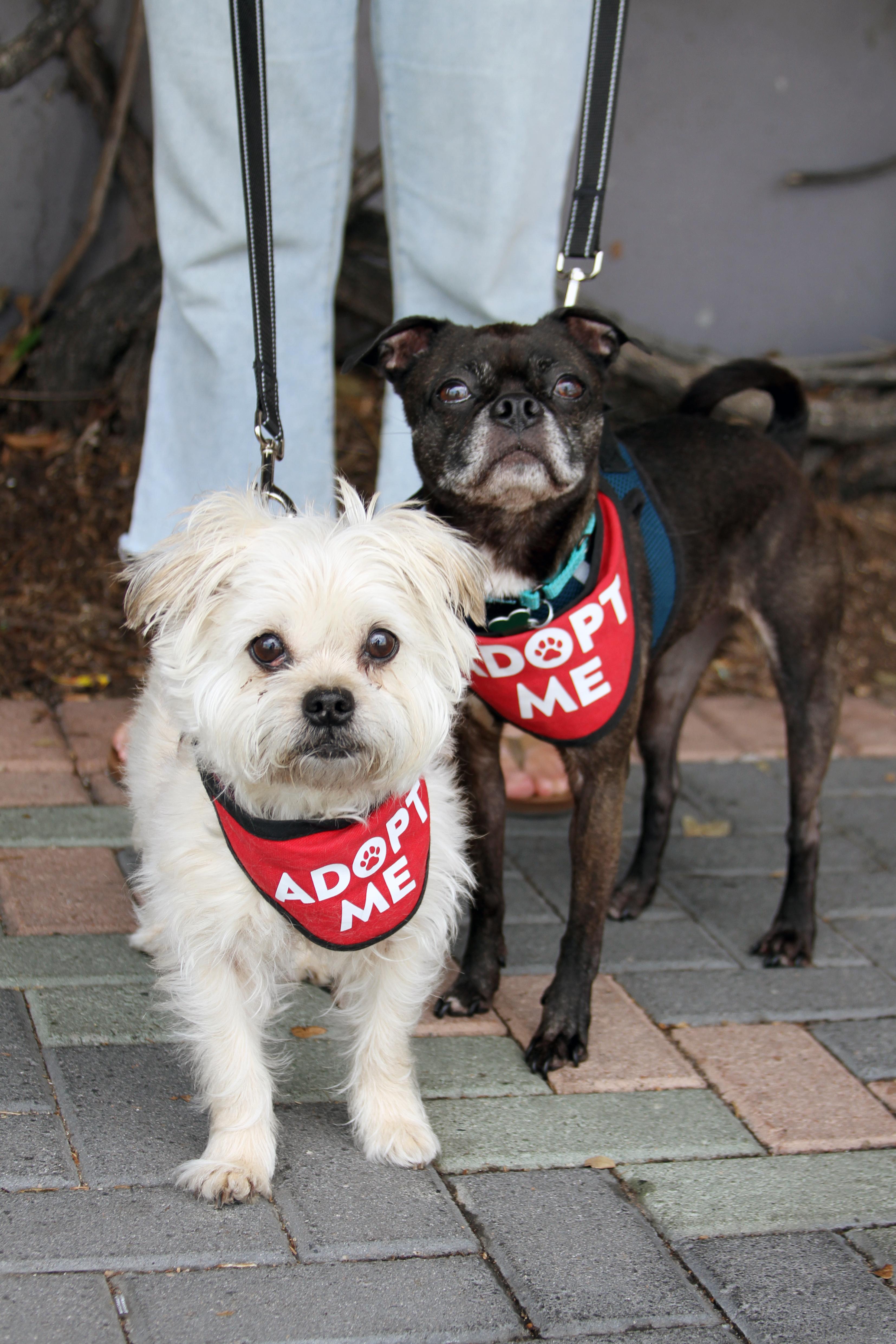 Enlarge Hazel & Luna (Bonded Pair), a ADOPTABLE mixed breed in Mission Viejo, CA image 3/5