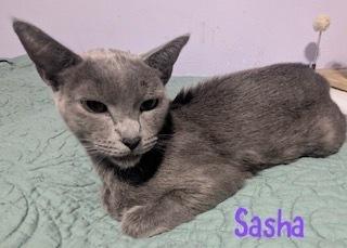 Sasha photo