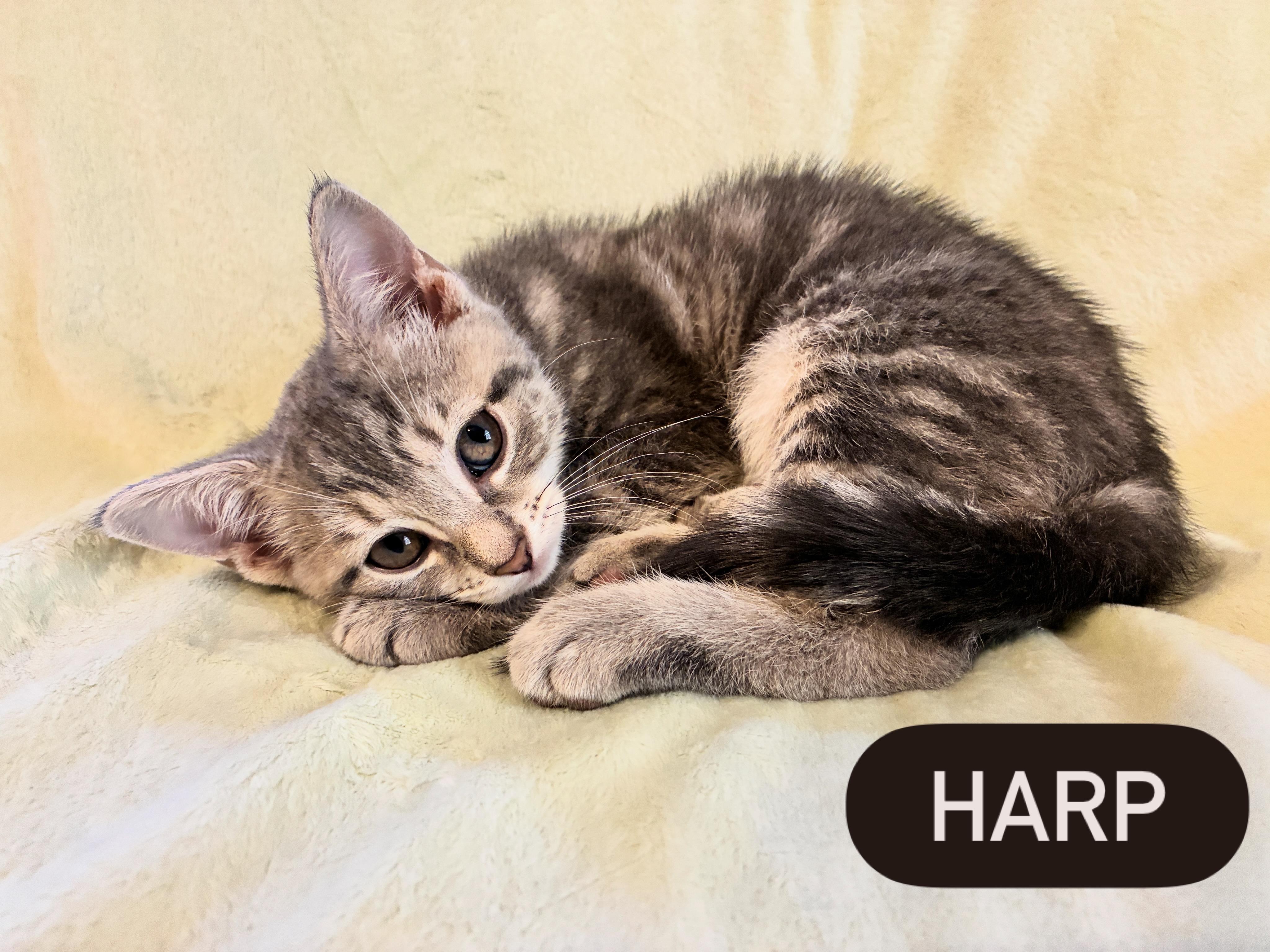 Shades of Grey Litter, Adoptable, Kitten Male Domestic Short Hair.