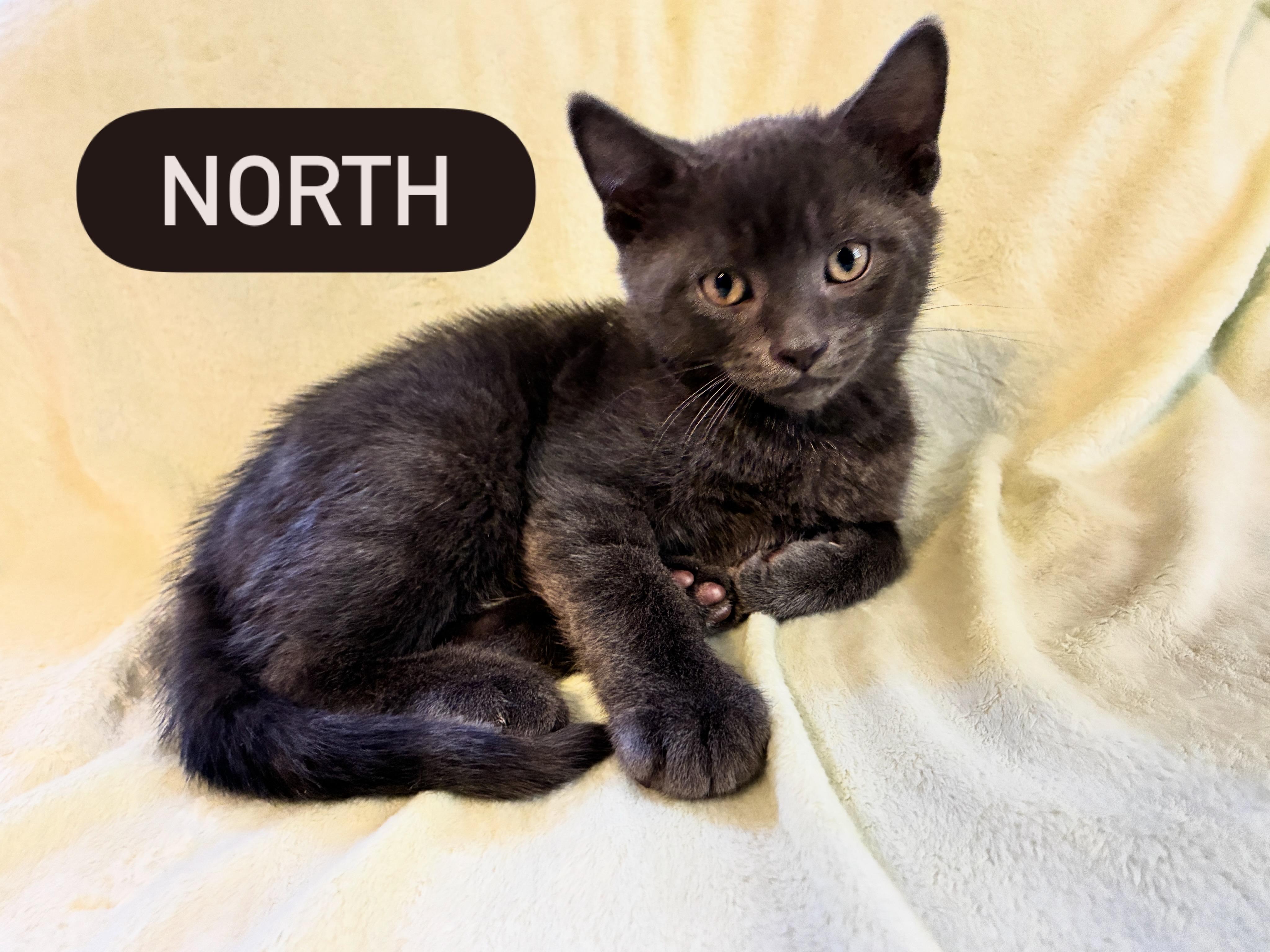 Enlarge Shades of Grey Litter, a Adoptable mixed breed in Calais, ME image 3/4
