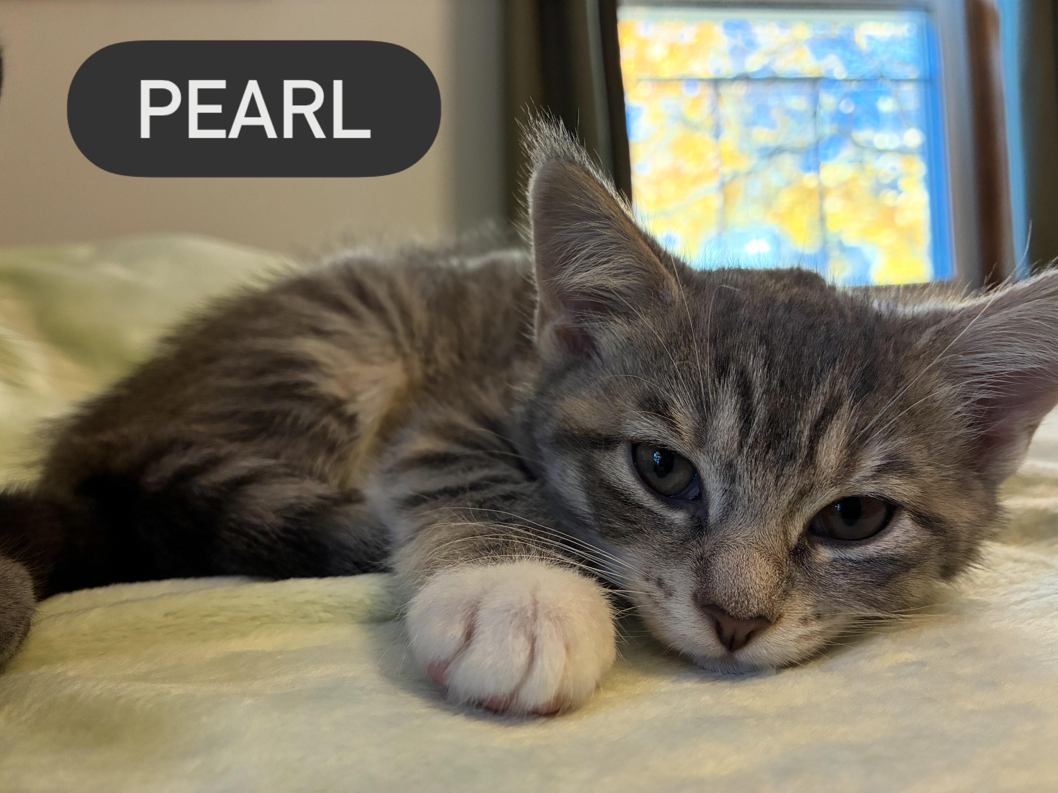 Enlarge Shades of Grey Litter, a Adoptable mixed breed in Calais, ME image 2/4