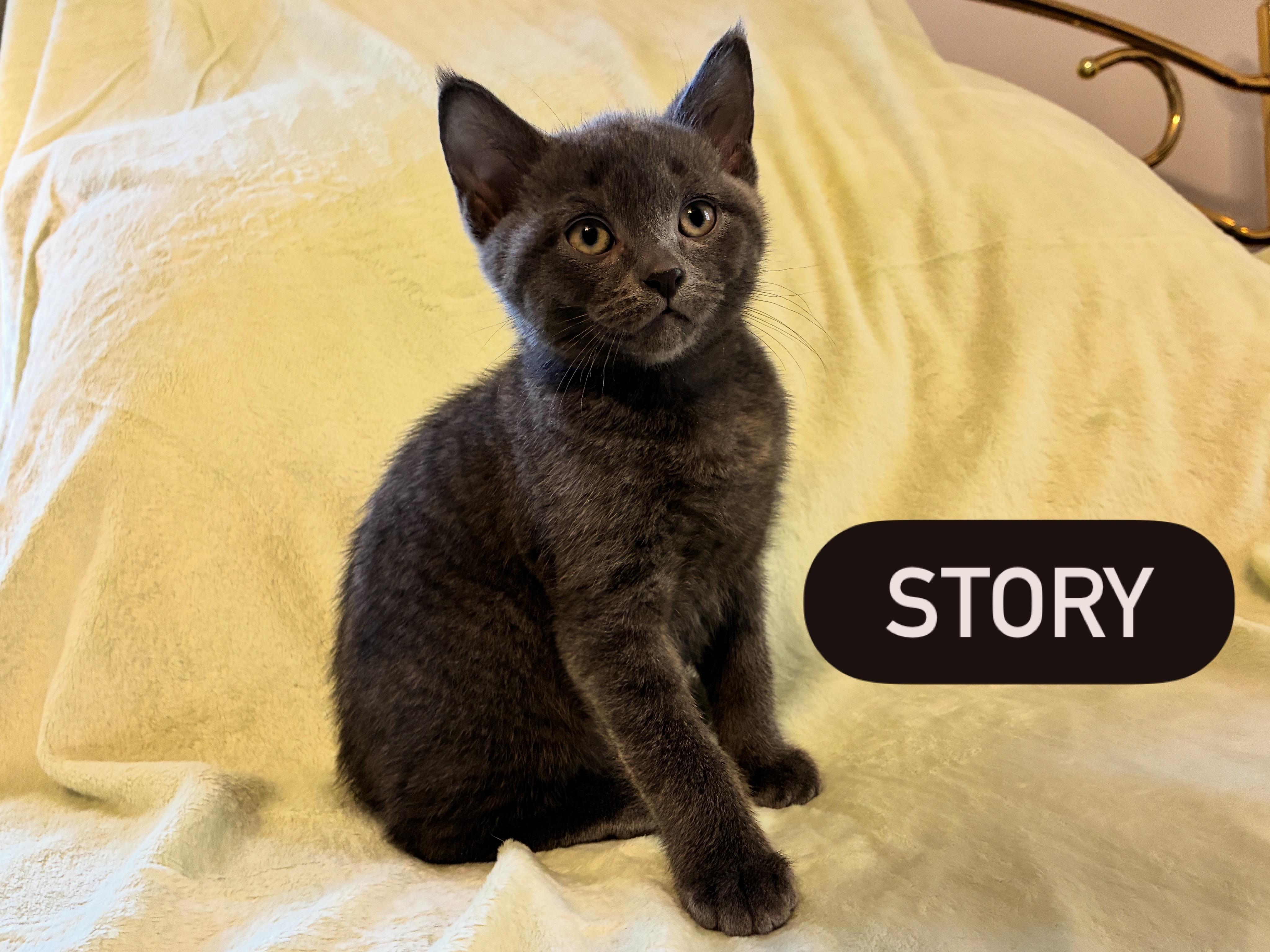 Enlarge Shades of Grey Litter, a Adoptable mixed breed in Calais, ME image 4/4