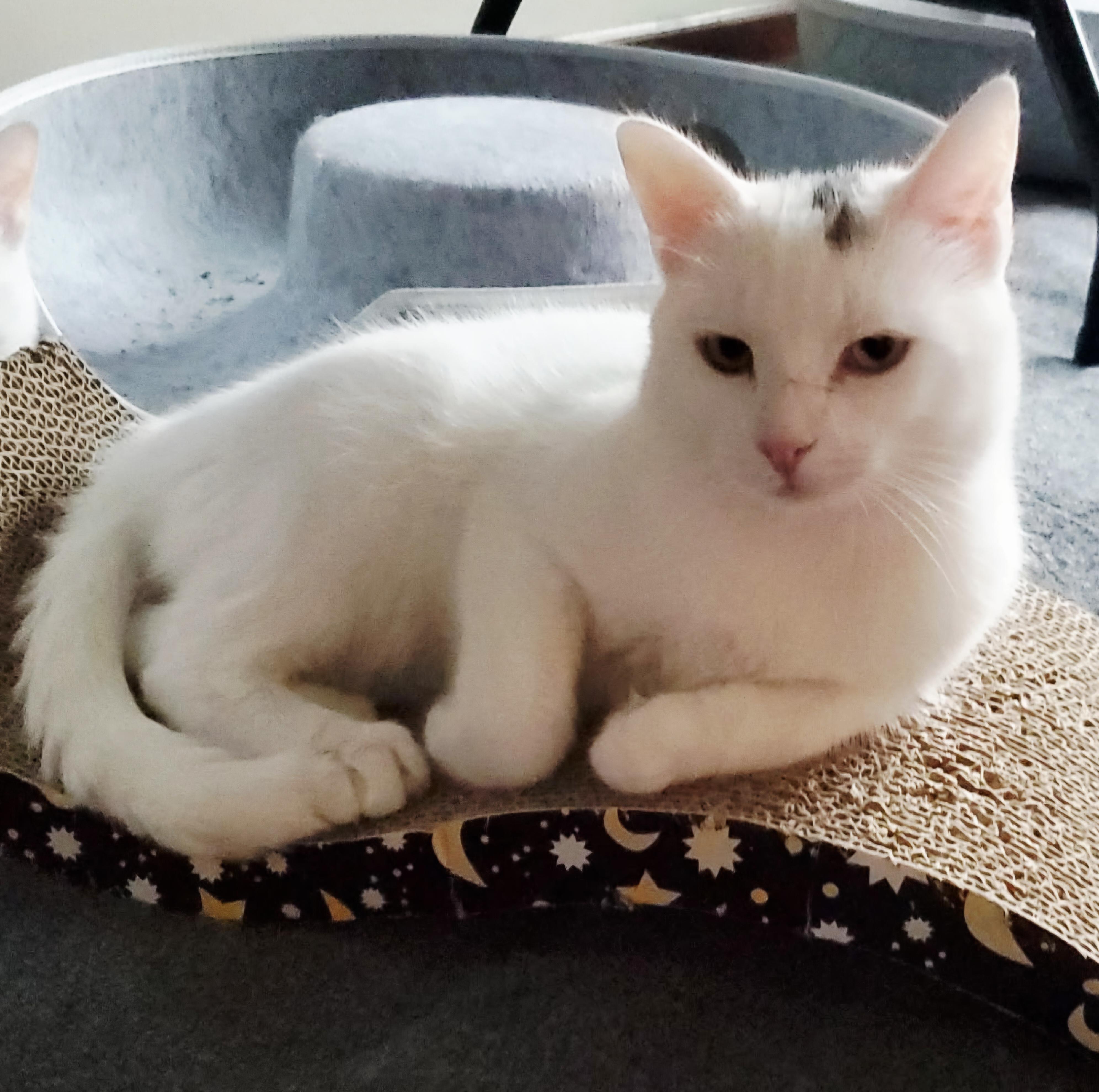 Thor, a ADOPTABLE mixed breed in Plainville, CT image 6/6