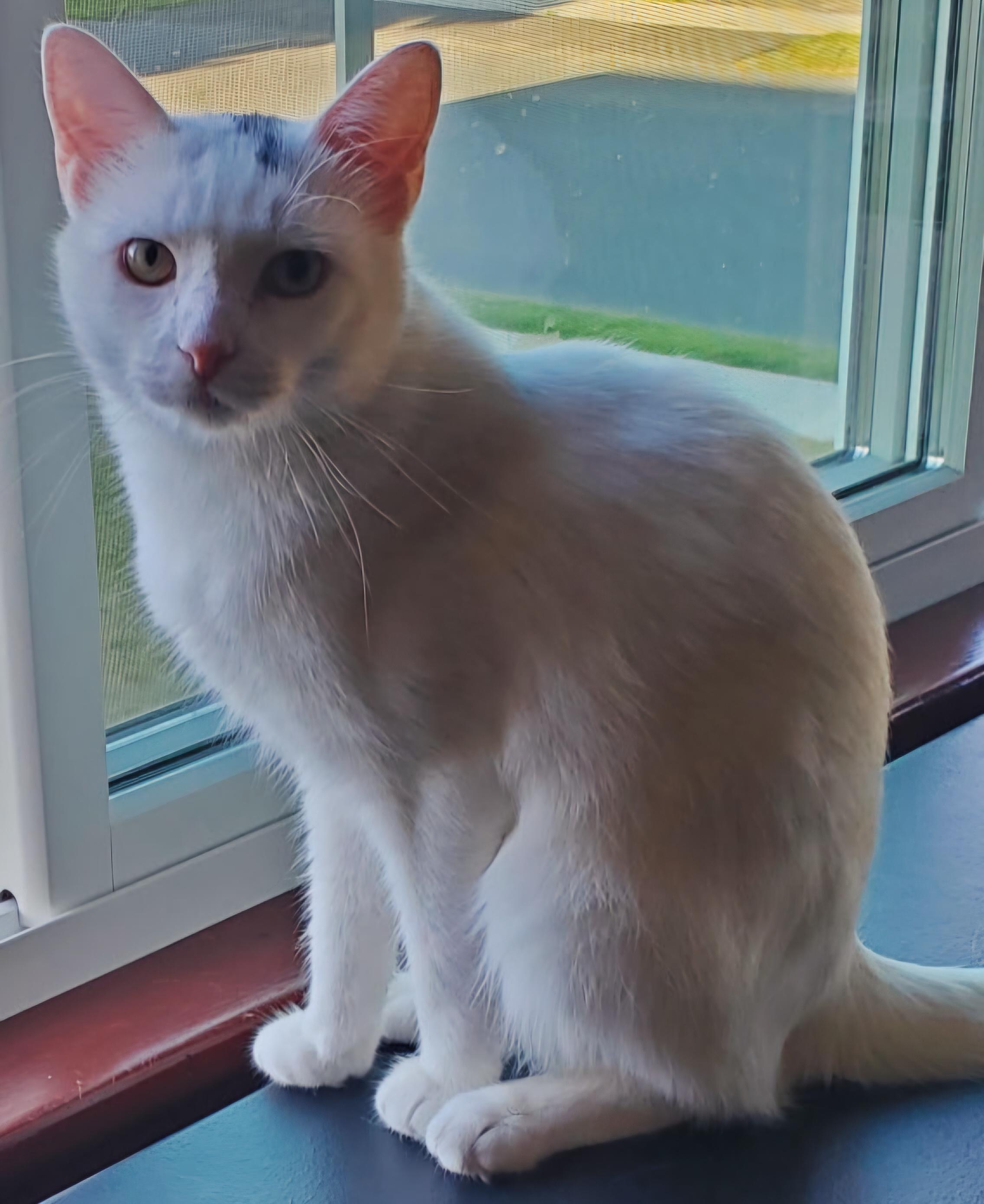 Thor, a ADOPTABLE mixed breed in Plainville, CT image 4/6