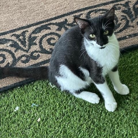 Cookie, Adoptable, Young Male Domestic Short Hair.