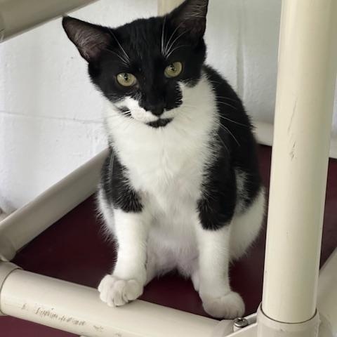 Cookie, a Adoptable Domestic Short Hair in Carthage, NC image 2/3