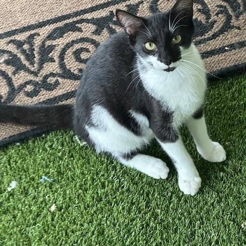 Cookie, a Adoptable Domestic Short Hair in Carthage, NC image 3/3