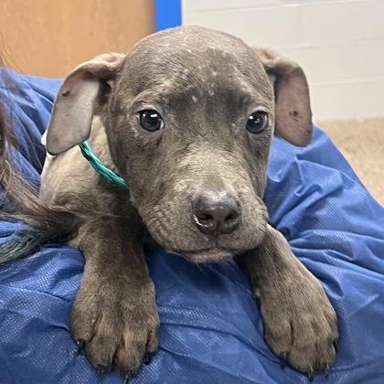 Duke, adopted, Puppy Male Pit Bull Terrier.