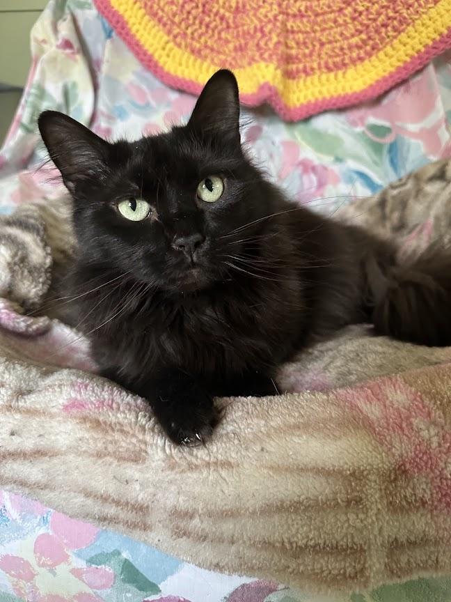 Enlarge Vadar, a Adoptable Domestic Long Hair in Cape May, NJ image 1/3